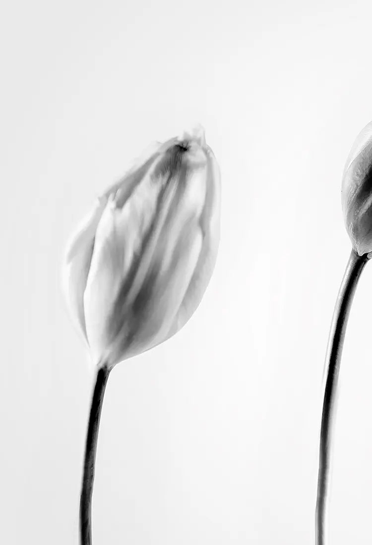 Detailaufnahme Graceful Tulip 2 – Schmale Stiele als grafisches Element, rhythmische Leichtigkeit, Birte Zabel | Kunst-Direkt.de