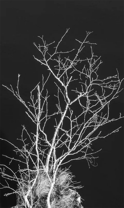 schwarz weiß foto, ein kleiner baum steht auf einem Pfahl in schwarzem Wasser, detail des oberen Teil des Baums