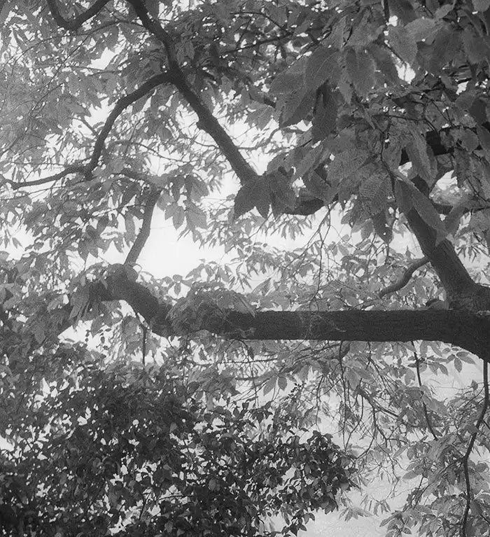 ein alter Baum, schwarz weiß fotografie, leichter nebel, detail äste mit blättern, 100 x 100 cm, Thomas Dalecki, Kunst-Direkt.de