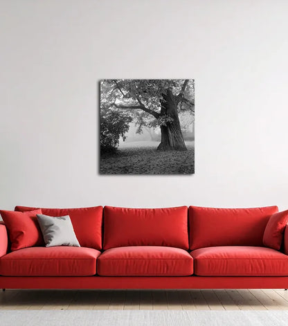 ein alter Baum, schwarz weiß fotografie, leichter nebel, an wand hängend, 100 x 100 cm, Thomas Dalecki, Kunst-Direkt.de