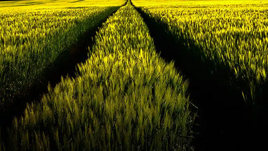 weite Sicht über eine Graslandschaft, farben gelb und grün, querformat