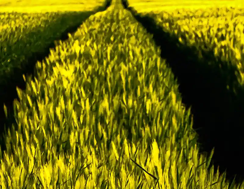 weite Sicht über eine Graslandschaft, farben gelb und grün, querformat, Details der Büschel