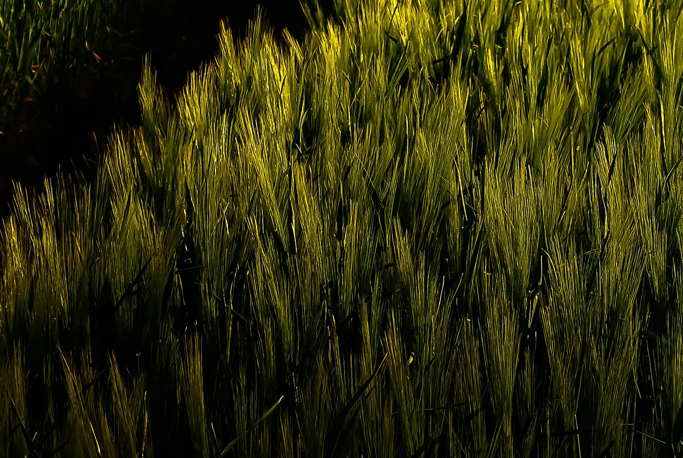 weite Sicht über eine Graslandschaft, farben gelb und grün, querformat, Detail der Struktur, Anja Artzt, Kunst-Direkt.de