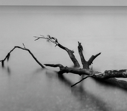 Ein baum liegt im Wasser, langzeitbelichtung, s/w Foto, querformat, Detail baum im Wasser, 120 x 90 cm, Thomas Dalecki, Kunst-Direkt.de