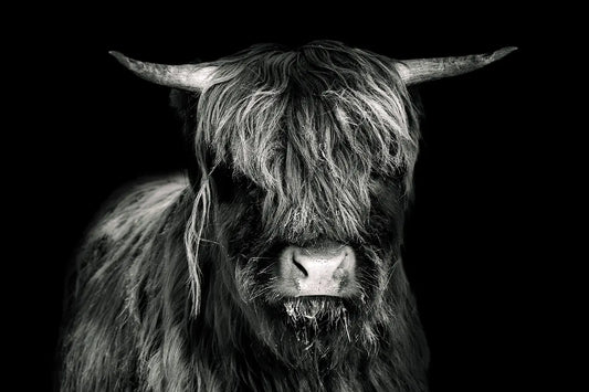 Hochlandrind 1 – Fotokunst von Birte Zabel, Highland-Rind mit zotteligen Fell und imposanten Hörnern, Schwarz-Weiß vor tiefem Schwarz | Kunst-Direkt.de
