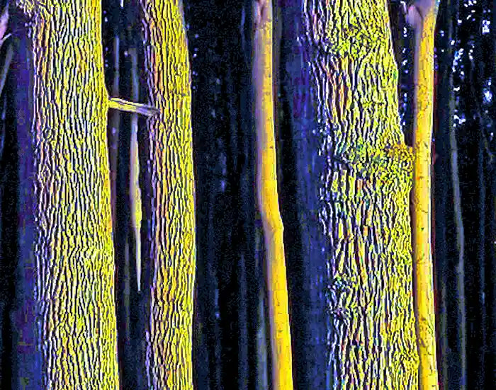 Detalansicht einzelne Bäume, ein Wald in Gelb, grün mit blauen Schatten