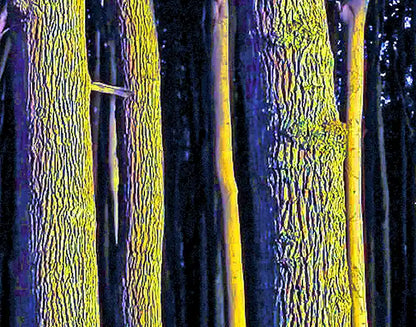 Detalansicht einzelne Bäume, ein Wald in Gelb, grün mit blauen Schatten