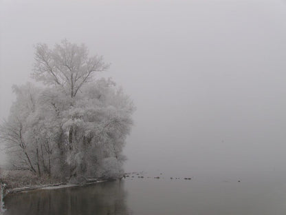 Foto eines Baumes an einem See, Winterlandschaft, Spiegelungen im Wasser, schwarz Weiß 