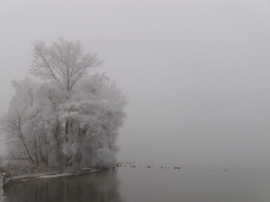 Foto eines Baumes an einem See, Winterlandschaft, Spiegelungen im Wasser, schwarz Weiß 