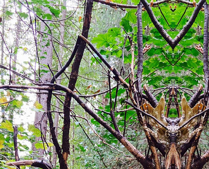 Gespiegeltes foto aus dem Wald, Wurzeln sehen jetzt wie eine große Spinne  aus, Details Äste mit Blättern