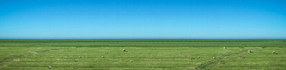 Panoramafoto von Sylt, grüne Wiese mit blauem  Himmel und schafen, 160 x 40 cm, Rolf Krieger, Kunst-Direkt.de