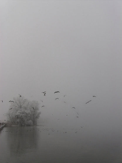 Foto einer verschneiten Landschaft mit See und Baum, einige Vögel fliegen vorbei