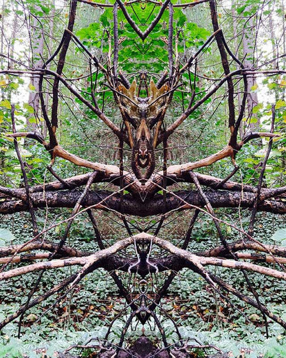 Gespiegeltes foto aus dem Wald, Wurzeln sehen jetzt wie eine große Spinne  aus.